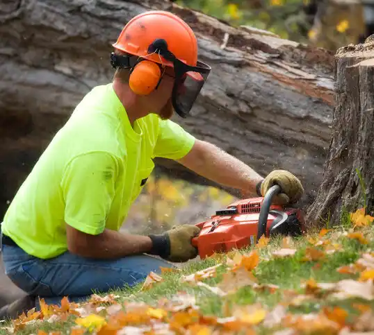 tree services Fairgrove